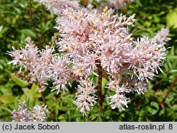 Astilbe Rubella