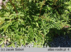 Astilbe Rubella