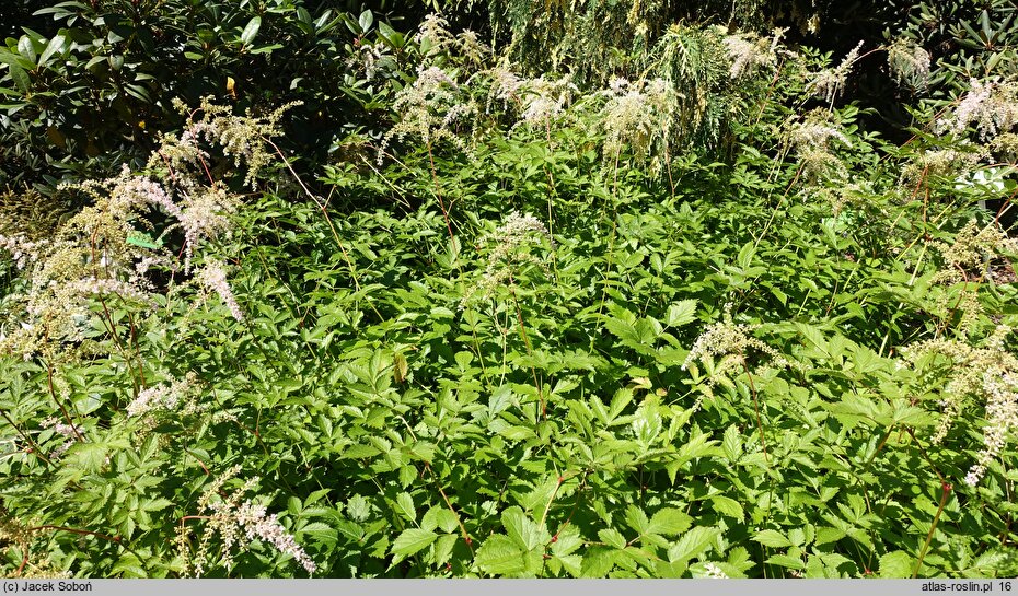 Astilbe ×rosea Queen Alexandra