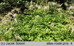 Astilbe ×rosea Queen Alexandra
