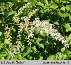 Astilbe ×rosea Queen Alexandra