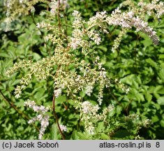 Astilbe ×rosea Queen Alexandra