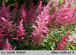 Astilbe Etna