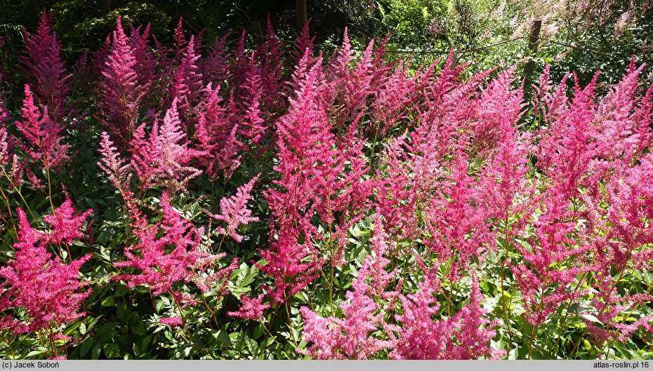 Astilbe Etna