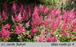 Astilbe Etna