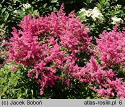 Astilbe Jump and Jive