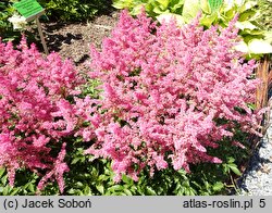 Astilbe Jump and Jive