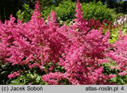 Astilbe Jump and Jive