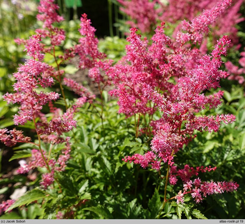 Astilbe Jump and Jive