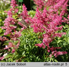 Astilbe Jump and Jive