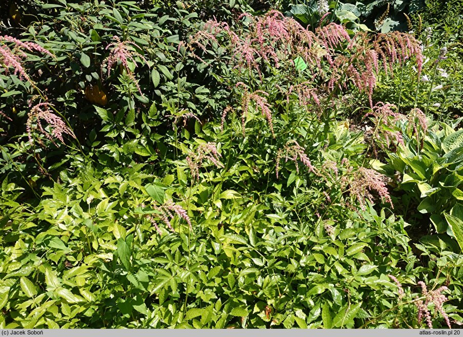 Astilbe Straussenfeder