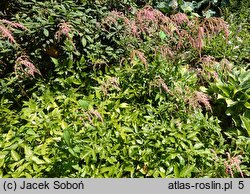 Astilbe Straussenfeder