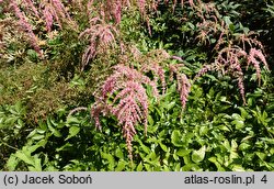 Astilbe Straussenfeder