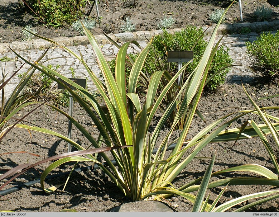 Phormium colensoi (tęgosz Cooka)