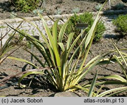 Phormium colensoi (tęgosz Cooka)