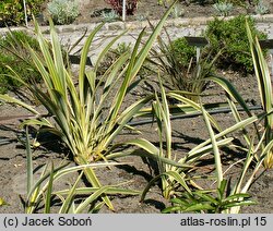 Phormium colensoi (tęgosz Cooka)