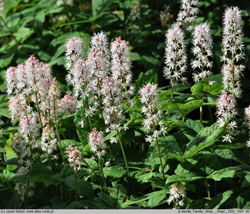 Tiarella Ninja