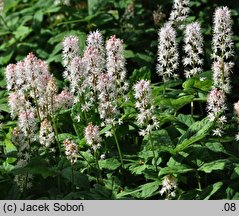 Tiarella Ninja