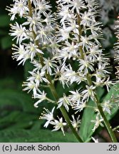 Tiarella Ninja