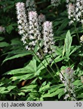 Tiarella Ninja