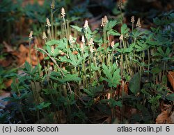 Tiarella Ninja