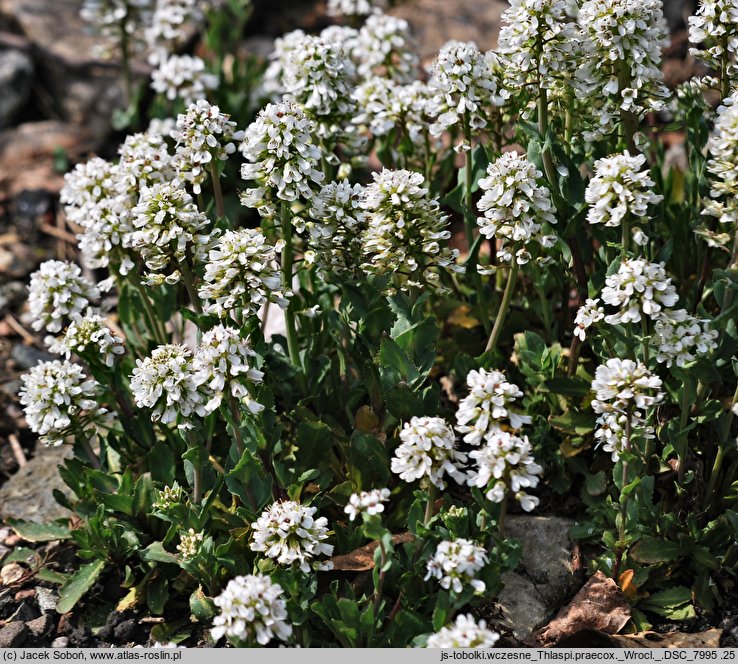 Noccaea praecox (tobołki wczesne)