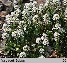 Noccaea praecox (tobołki wczesne)