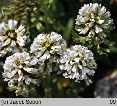 Noccaea praecox (tobołki wczesne)