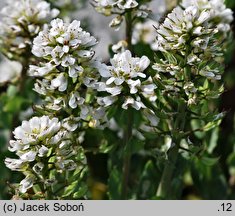 Noccaea praecox (tobołki wczesne)