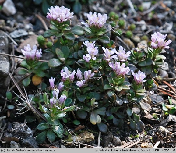 Thlaspi bellidifolium