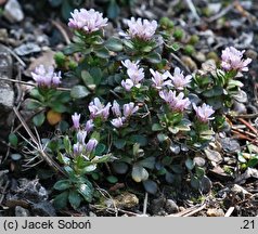 Thlaspi bellidifolium