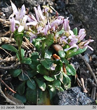 Thlaspi bellidifolium