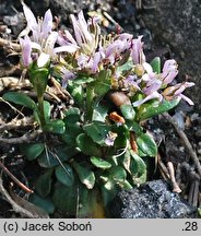 Thlaspi bellidifolium