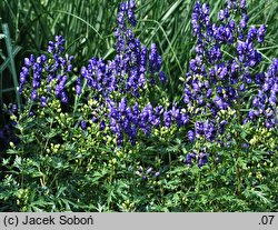 Aconitum carmichaelii (tojad Fischera)