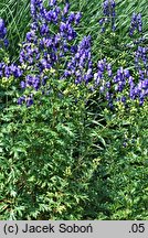 Aconitum carmichaelii (tojad Fischera)