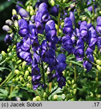 Aconitum carmichaelii (tojad Fischera)