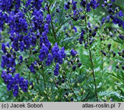 Aconitum carmichaelii (tojad Fischera)