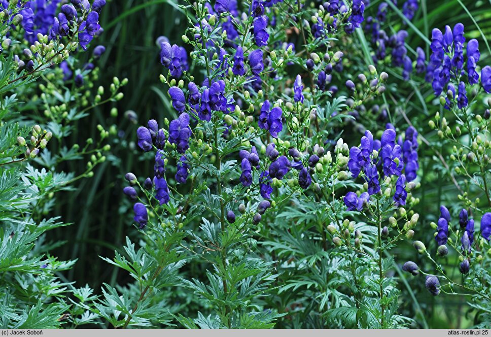 Aconitum carmichaelii (tojad Fischera)