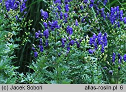 Aconitum carmichaelii (tojad Fischera)