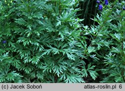 Aconitum carmichaelii (tojad Fischera)