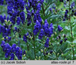 Aconitum carmichaelii (tojad Fischera)