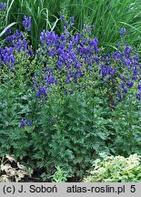 Aconitum carmichaelii (tojad Fischera)