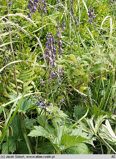 Aconitum moldavicum