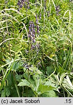 Aconitum moldavicum