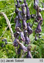 Aconitum moldavicum