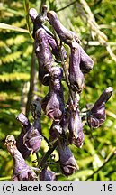 Aconitum moldavicum