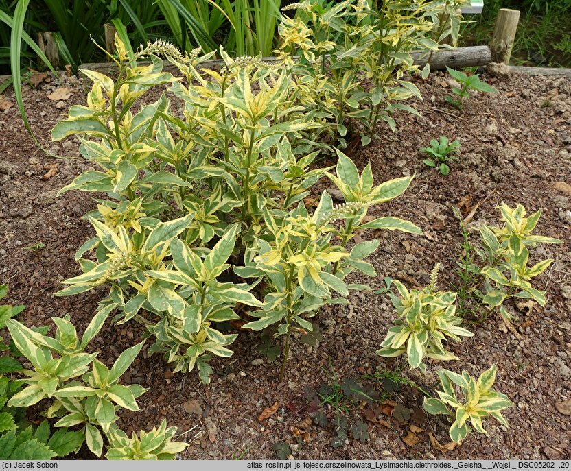 Lysimachia clethroides Geisha
