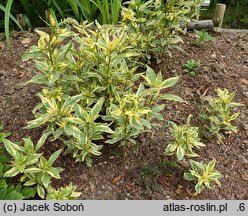 Lysimachia clethroides Geisha