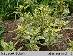 Lysimachia clethroides Geisha
