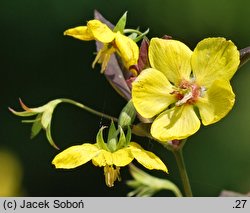 Lysimachia ciliata (tojeść orzęsiona)